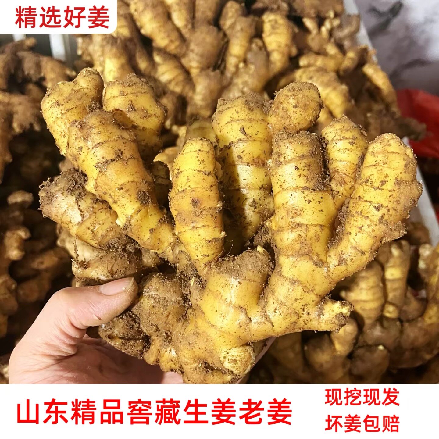 山东沂蒙山区新鲜生姜现挖现发小黄姜生姜新鲜生姜现挖月子姜窖藏
