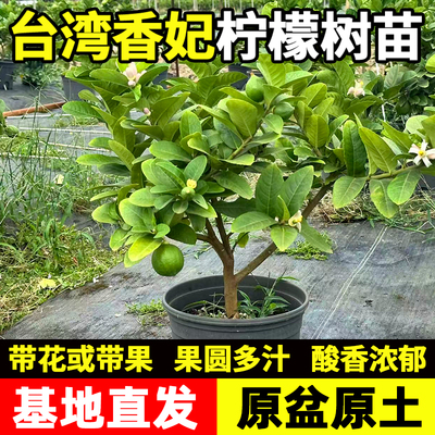 大型植物四季常青香妃柠檬树香水