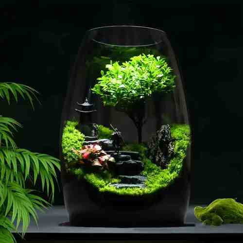 苔藓微景观造景绿植物玻璃生态瓶