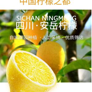 安岳现摘黄柠檬尤利克奶茶店整箱