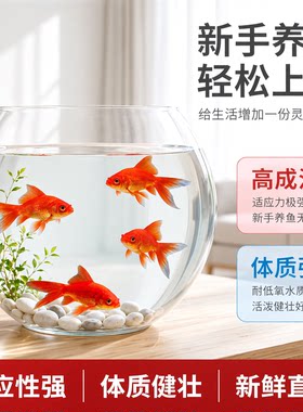 活体冷水淡水金鱼苗新手耐活闯缸