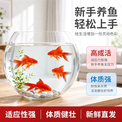 草金鱼活体锦鲫锦鲤冷水淡水观赏鱼苗红鲫鱼花草金新手耐活闯缸鱼