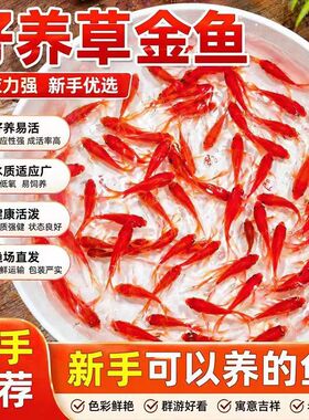 好养草金鱼红色观赏鱼新手优选适应力强健康活淡水鱼苗耐养红草金