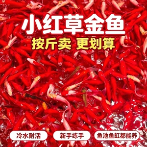 冷水淡水草金鱼活体耐活按斤卖