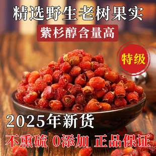 正品云南红豆杉果中药材富含紫衫果醇野生山货滋补养生