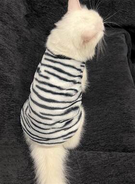 猫咪衣服保暖斑马纹防掉毛