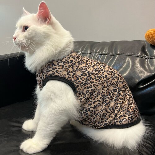 凯蒂猫豹纹猫咪衣服无袖吊带背心