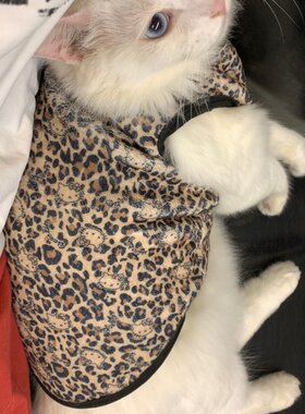 加绒豹纹猫咪衣服无袖背心防寒冬