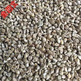 新上稗子稗籽草籽酿酒酒粮鸟食鸟粮小仓鼠粮鸽粮水稗子草种子鹦鹉