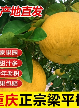 重庆特产正宗梁平柚70年老树龙滩柚现摘现发新鲜水果包邮