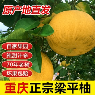 重庆特产正宗梁平柚70年老树龙滩柚现摘现发新鲜水果 包邮