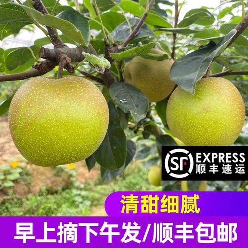 重庆正宗翠冠梨新鲜梨子10斤现摘现发青皮当季水果顺丰包邮