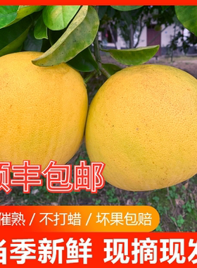 重庆特产正宗梁平柚子70年老树龙滩柚现摘现发新鲜水果包邮