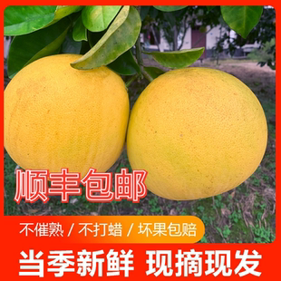 重庆特产正宗梁平柚子70年老树龙滩柚现摘现发新鲜水果 包邮