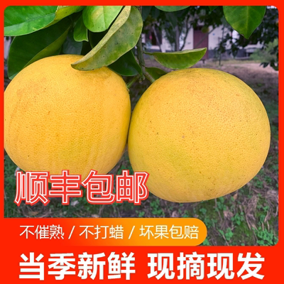 正宗梁平柚子老树包邮