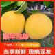 重庆特产正宗梁平柚子70年老树龙滩柚现摘现发新鲜水果 包邮
