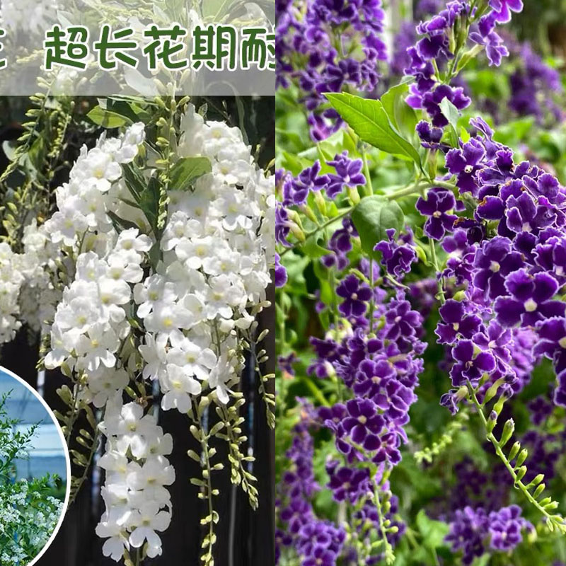 金露花阳台观赏四季开花