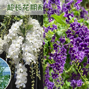 金露花阳台观赏四季开花