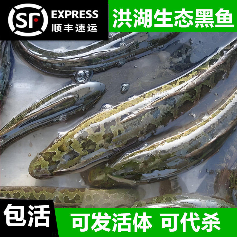 【顺丰包活】野捕黑鱼鲜活财鱼活鱼蛇鱼淡水鱼蛇头鱼炖汤术后滋补