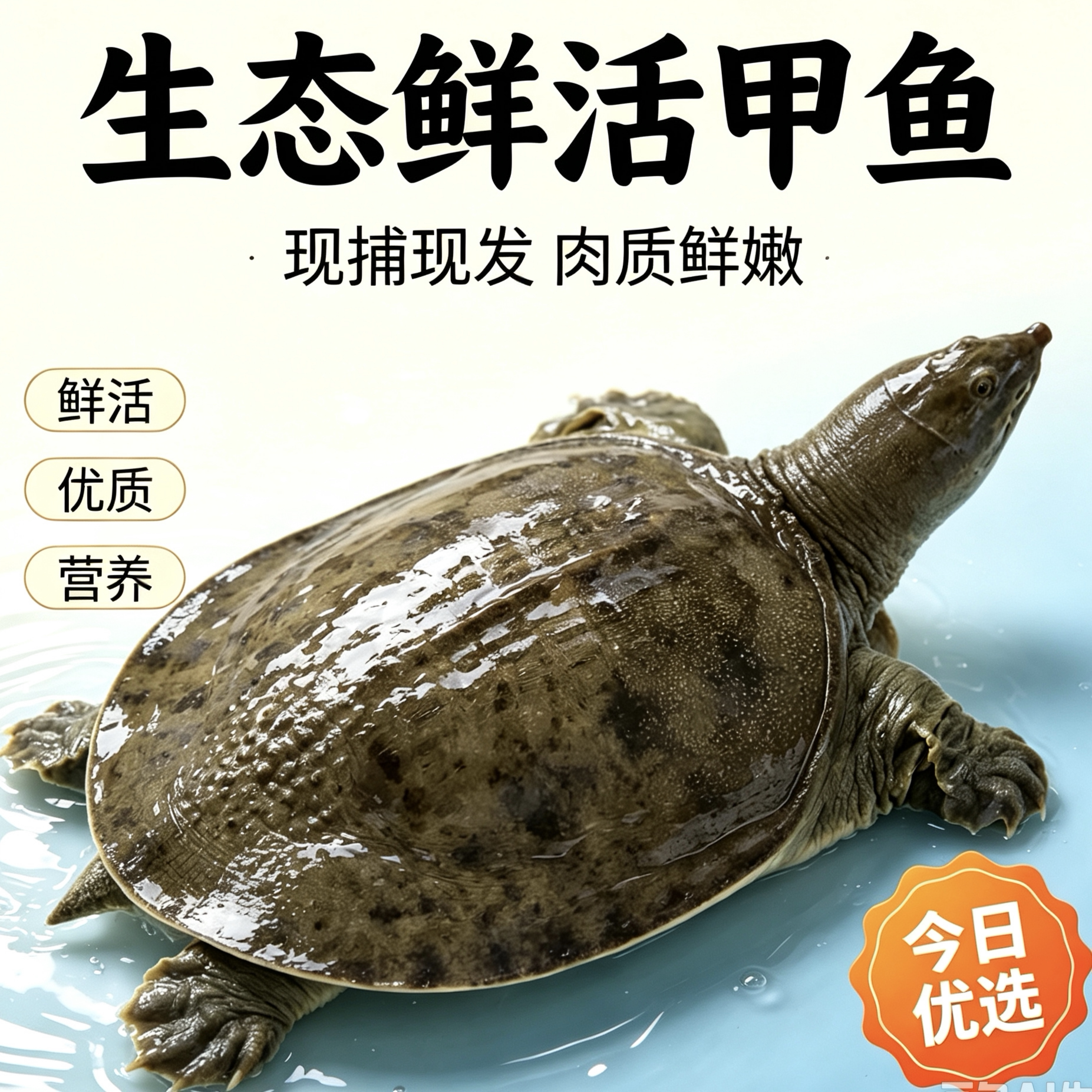 黑花中华鳖甲鱼鲜活水鱼团鱼圆鱼甲鱼