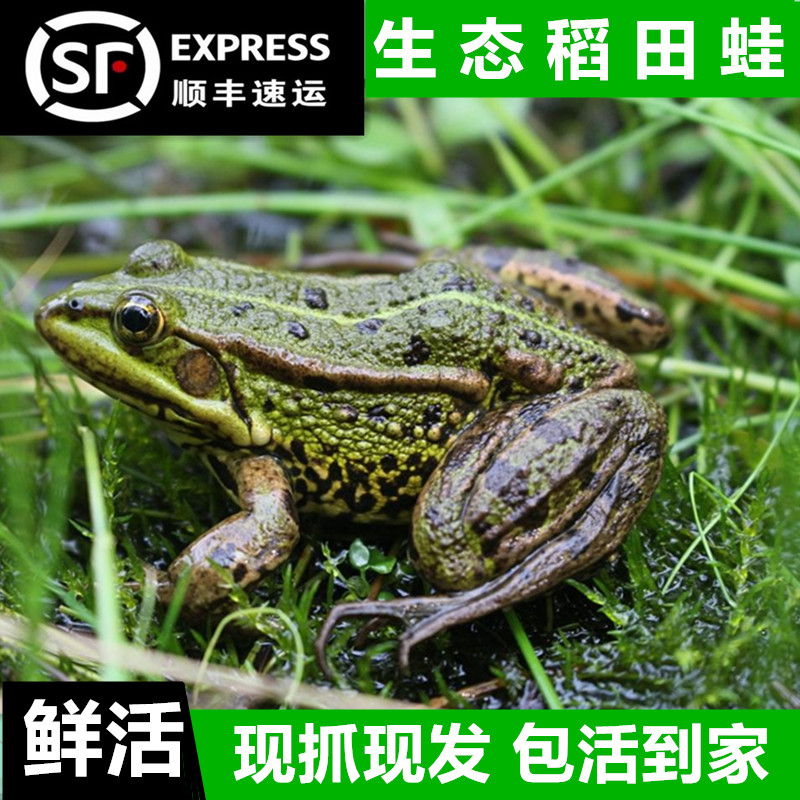 现杀黑斑蛙现杀田鸡肉新鲜青蛙肉