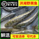 野捕黑鱼鲜活财鱼活鱼蛇鱼淡水鱼蛇头鱼炖汤术后滋补 顺丰包活