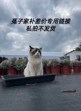 菟子家室内室外一般多肉