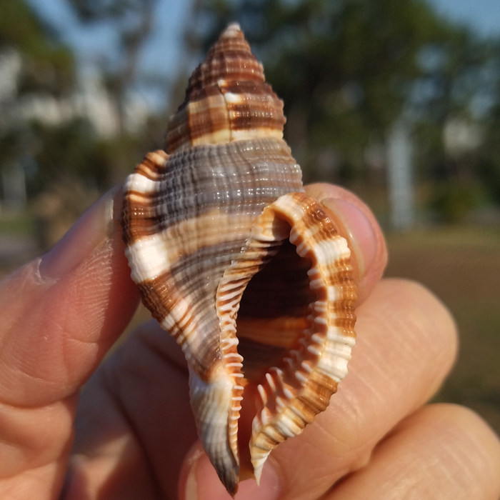 天然海螺贝壳毛法螺标本螺收藏螺地台墙贴橱窗陈列家居装饰摆件