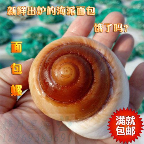 天然海螺贝壳鱼缸装饰造景摆件
