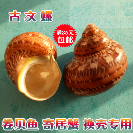 天然海螺贝壳古文螺卷贝鱼寄居蟹专用壳鱼缸装饰水族箱造景摆件