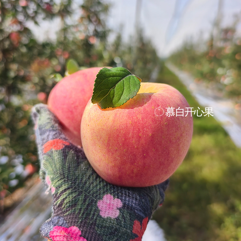 脆甜浓香似爱妃口留余香不打蜡