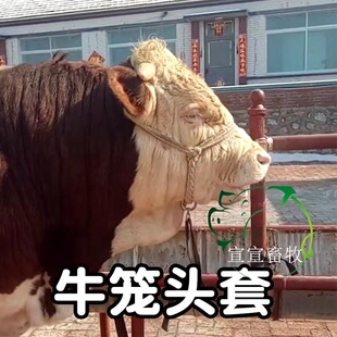 马缰尼龙绳编制专用龙头马缰绳绳圈牛牛马笼头中国牛笼套马术脖套