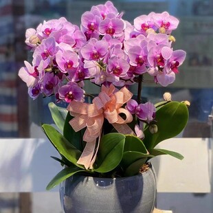 蝴蝶兰盆栽带真鲜花速递同城上海北京年宵花开业乔迁花卉全国配送