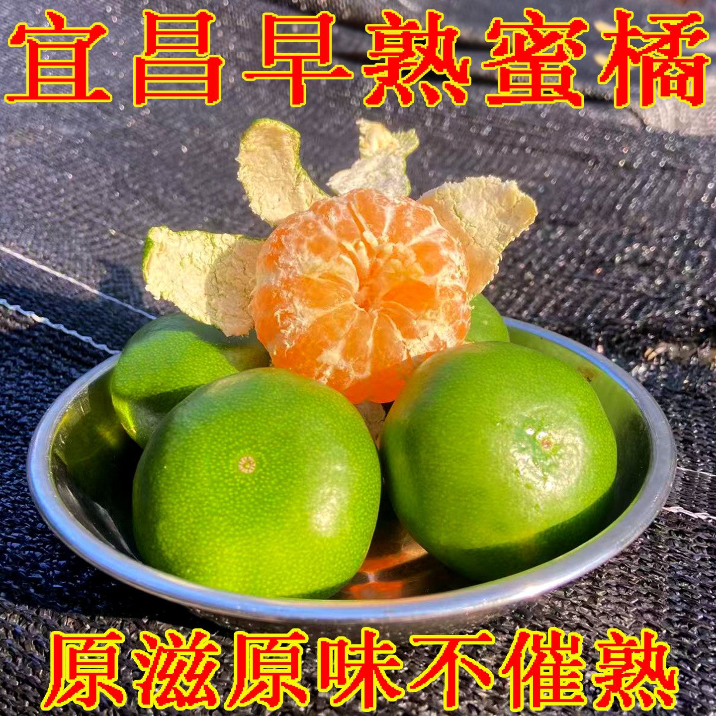橘子新鲜水果当季早熟无籽蜜桔