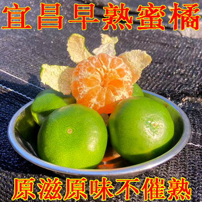 橘子新鲜水果当季早熟无籽蜜桔