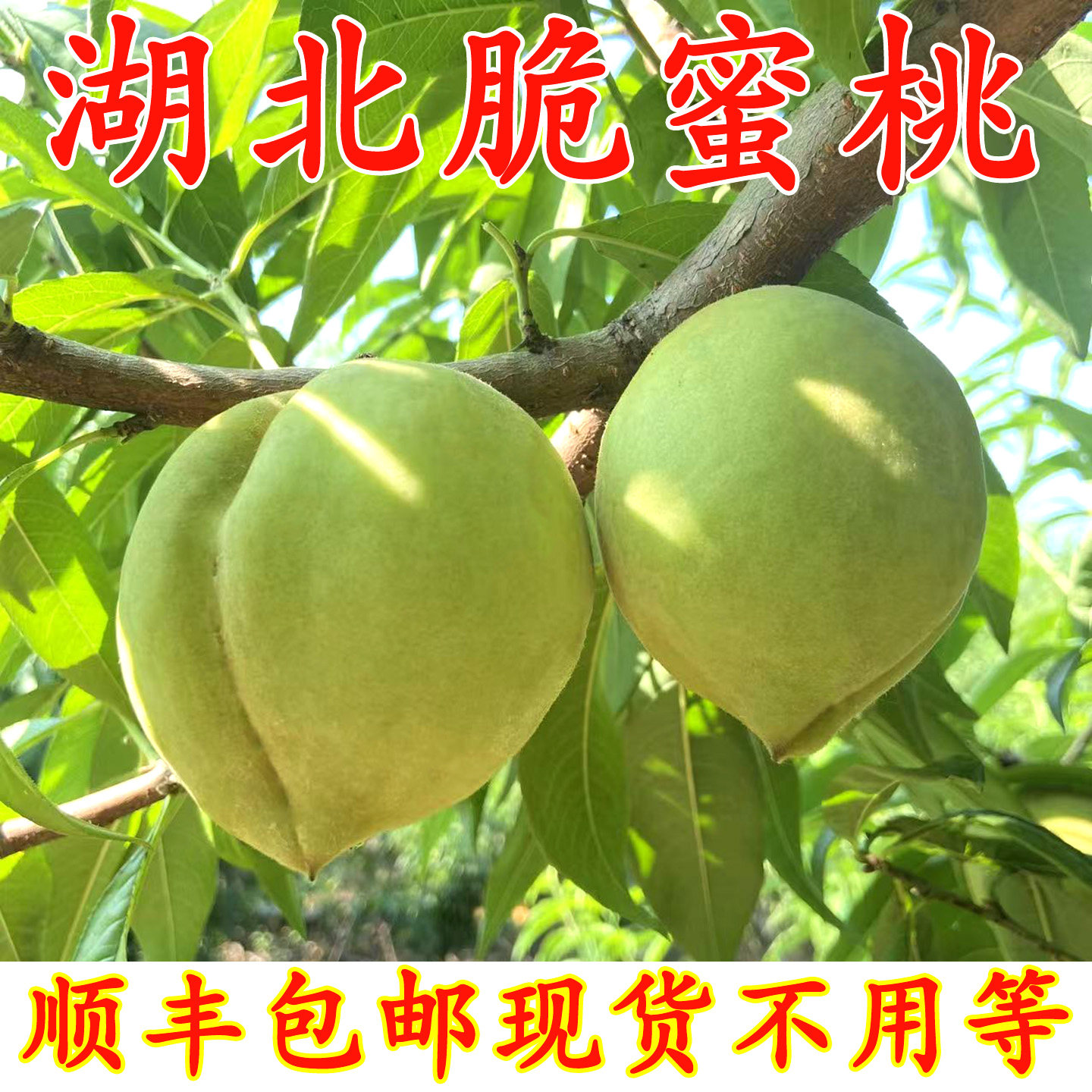 青皮脆蜜桃现摘新鲜水果青桃子