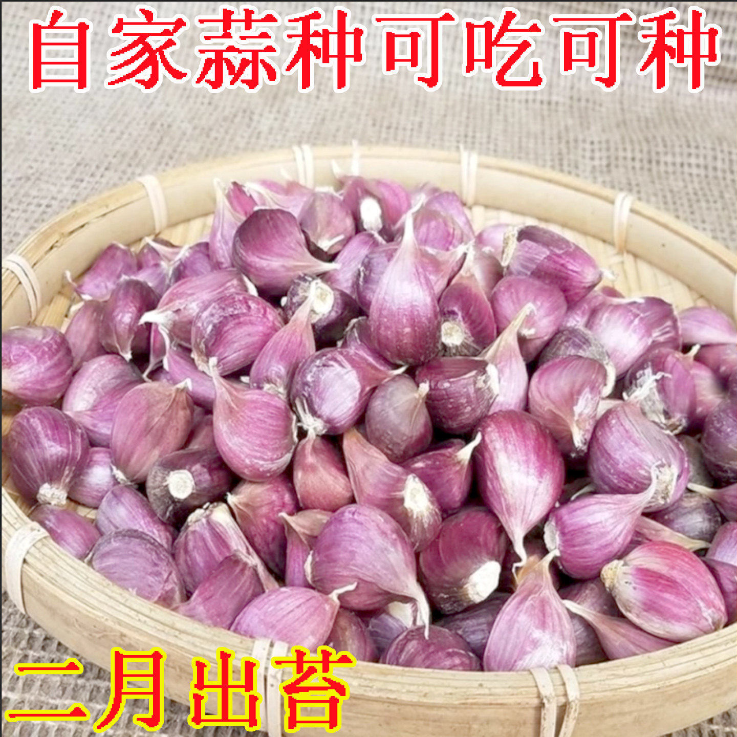 紫皮大蒜种子早蒜苔出蒜苔的蒜种