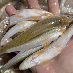 【京东生鲜专线】纯野溪流鱼小河鱼棍子鱼新鲜现杀船钉子鱼