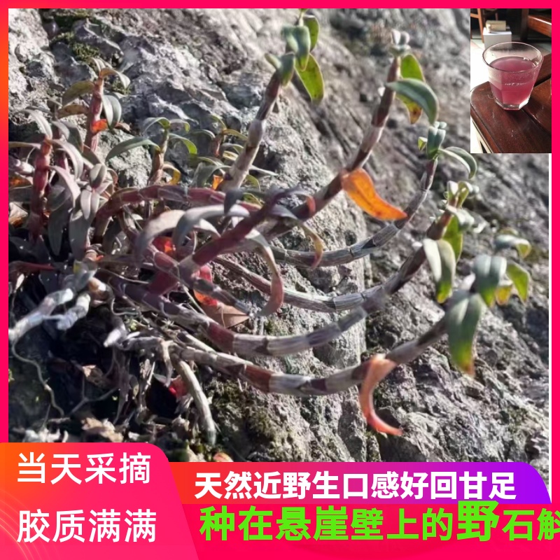 一品世家 霍山近野生岩壁新鲜铁皮石斛鲜条需提前预定产量稀少