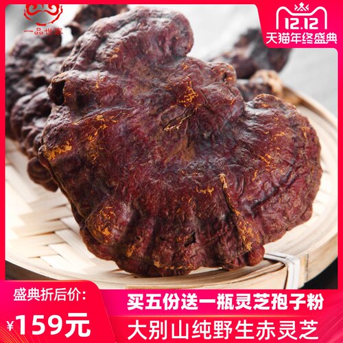 大野生灵芝 深山采摘 无农残 赤芝之乡