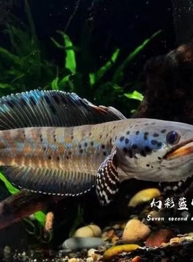 幻彩蓝宝石雷龙鱼幻彩红宝石雷龙黄嘴幻蓝幻红雷龙奶茶雷龙眼镜蛇