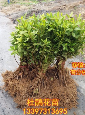 室外绿篱杜鹃花苗 毛杜鹃花苗 锦绣杜鹃苗 紫花毛杜鹃 庭院 花苗