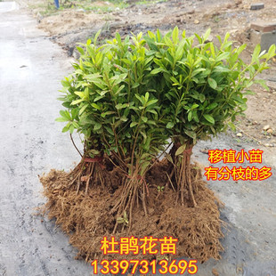 庭院 室外绿篱杜鹃花苗 紫花毛杜鹃 锦绣杜鹃苗 花苗 毛杜鹃花苗