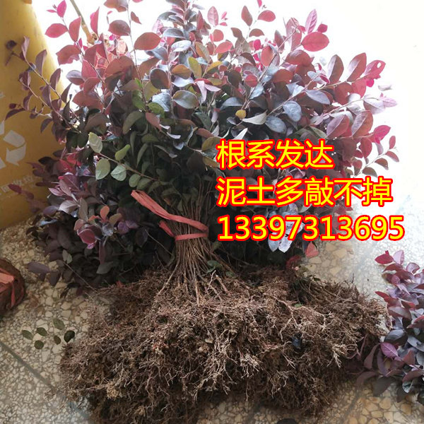红花继木红叶石楠满天星杜鹃花苗大叶栀子金森女贞四季桂花彩色苗