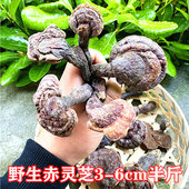 神农架纯野生赤灵芝菌整枝林芝养生中药材泡酒料可切片250g半斤装