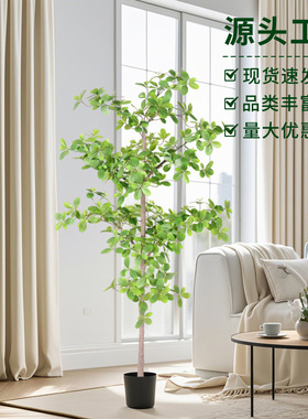 厂家 仿真福禄桐树假植物仿生绿植客厅落地盆栽室内造景摆件