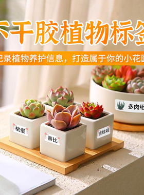 精臣D11/D110/D101标签打印纸园艺花卉绿植盆栽多肉标签纸分类贴纸户外植物品种名标记不干胶防水热敏标签纸