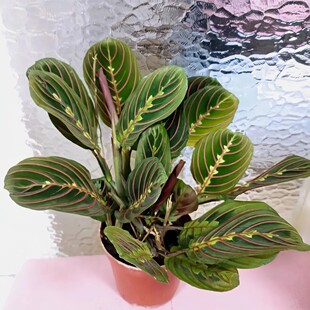 红脉叶蝉竹芋室内垂吊盆栽喜阴网红观叶绿植北欧风四季常青