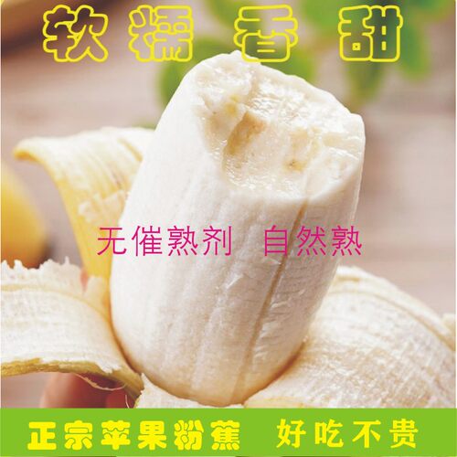 正宗苹果蕉粉蕉 新鲜banana薄皮香蕉糯甜当季新鲜水果现采现发包