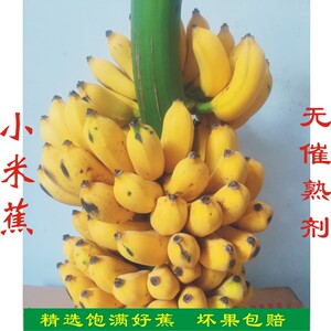 广西小米蕉一整串带杆整棵发货